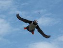 Puffin im Anflug