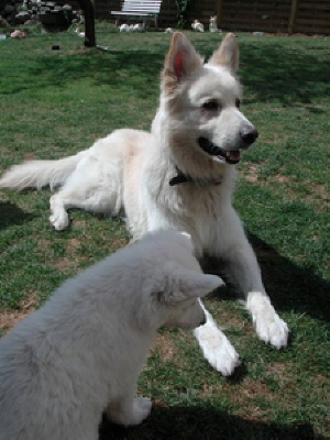 Nanuk mit Nachwuchs 2